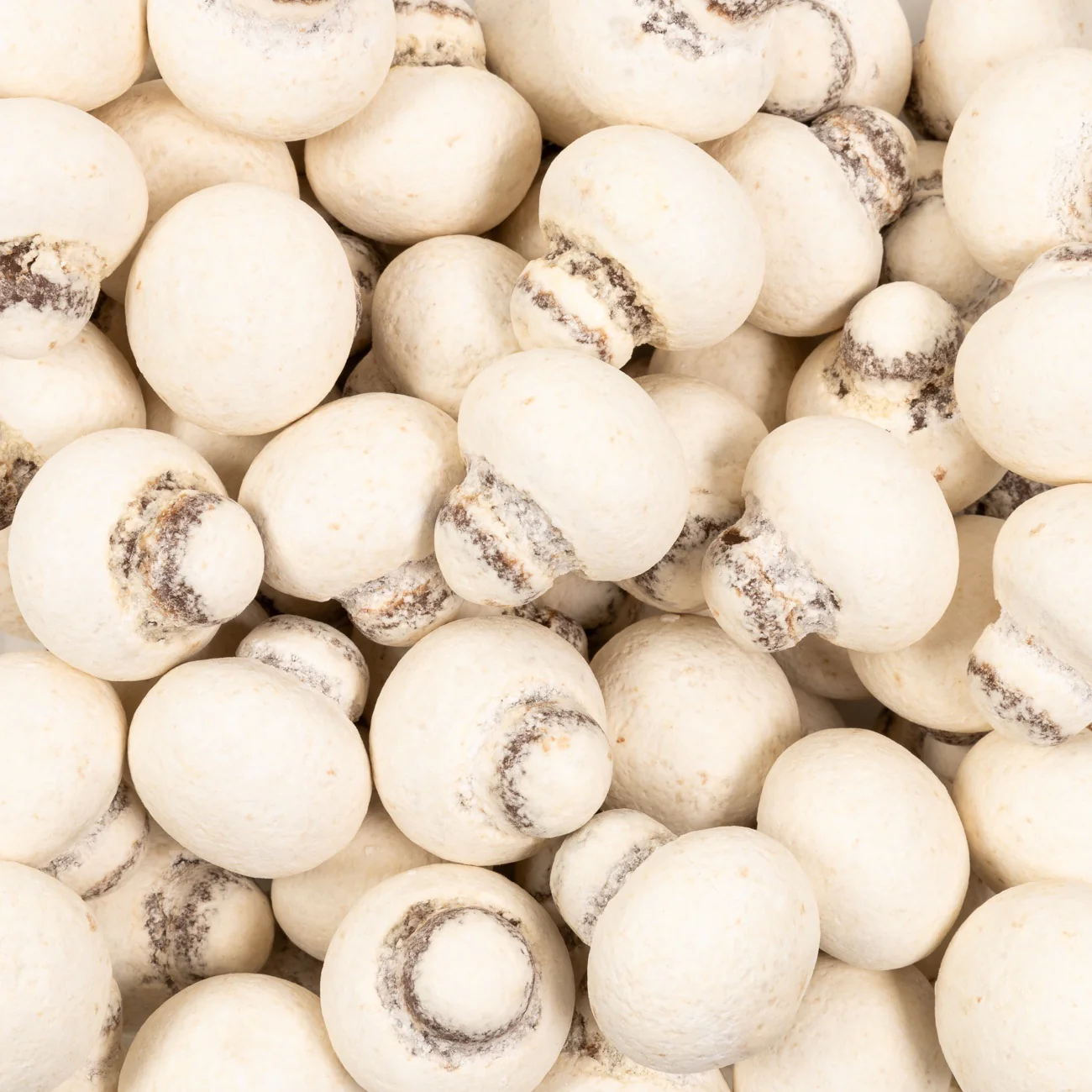 Elit Chocolate Mushrooms (5's)